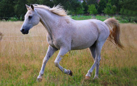 Ideale per la cura del tuo cavallo