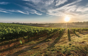 Agricoltura tradizionale e biodinamica